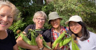 Four volunteers holding cobs of corn in a garden