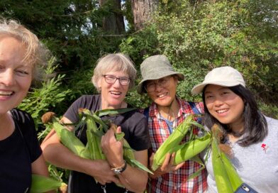 Four volunteers holding cobs of corn in a garden