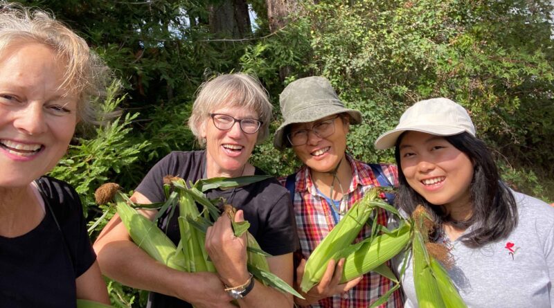 Four volunteers holding cobs of corn in a garden